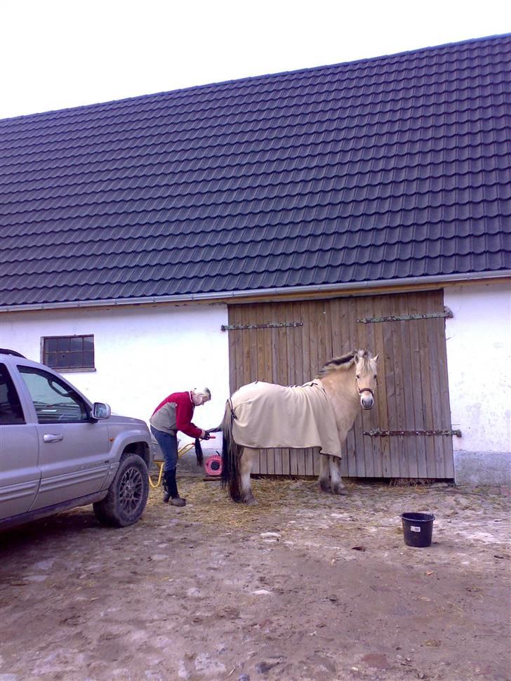Fjordhest Kajser - store vaske dag billede 12