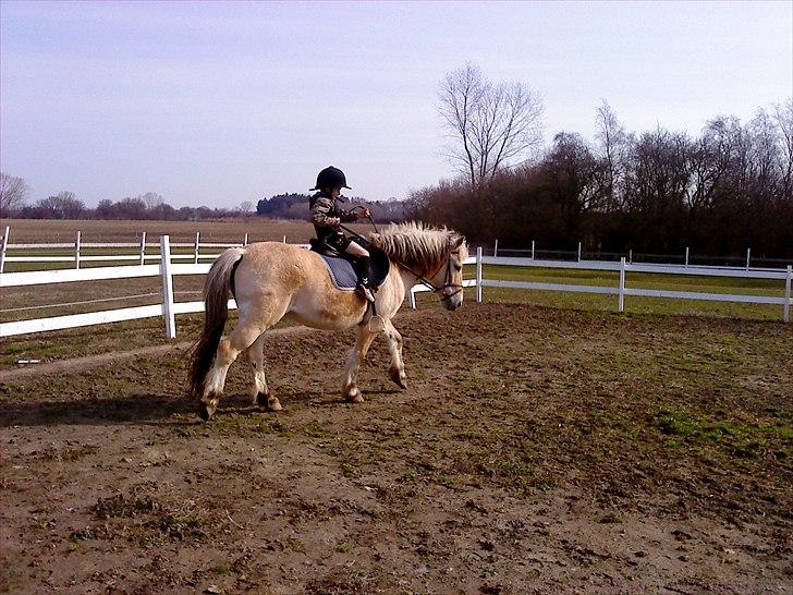 Fjordhest Kajser - jeg venter billede 13