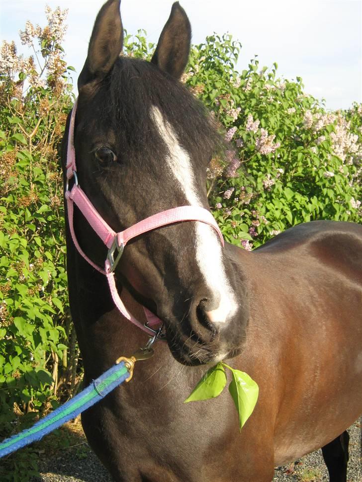 DSP Welvet af kongshøj <3 - sagde du noget? billede 3