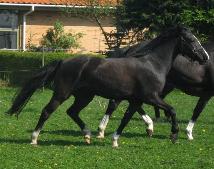 DSP Welvet af kongshøj <3 - you are my dancing machine <3 billede 6