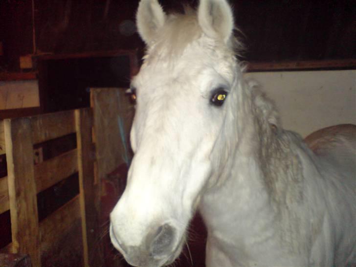 Anden særlig race Nalle<3  - #20 et af de sidste billeder jeg fik taget af mitalt:´( da jeg var nede hos ham i boksen hans sidste dag samn med sofie ;s jeg savner dig så meget! billede 20