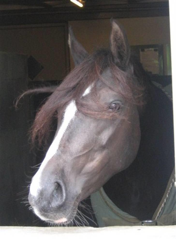 DSP Welvet af kongshøj <3 - Du så forbandet smuk.  billede 9