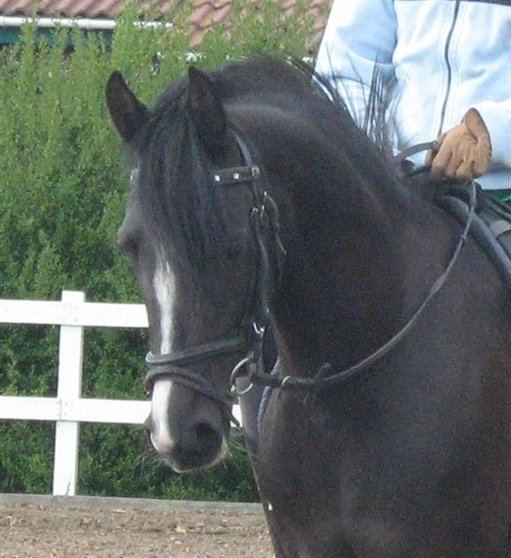 DSP Welvet af kongshøj <3 - smukke welvet billede 10