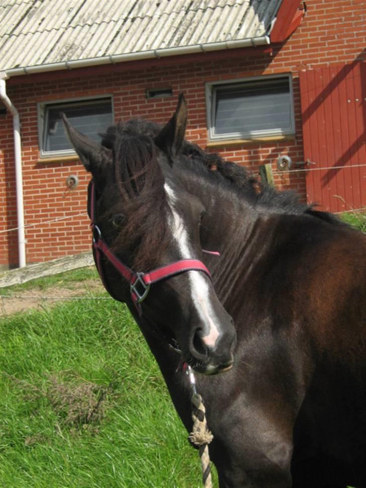 DSP Welvet af kongshøj <3 - og op igen. billede 11