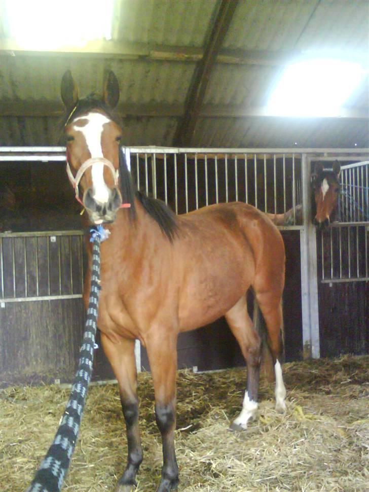 Dansk Varmblod Storåens Manhjana - Manhjana med Weltflicka i baggrunden :D billede 8