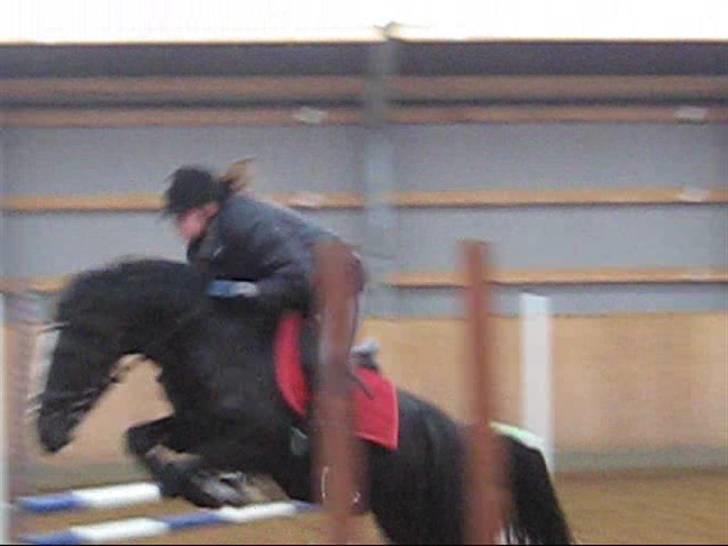 DSP Welvet af kongshøj <3 - spring :D hun sprang perfekt :)  billede 12