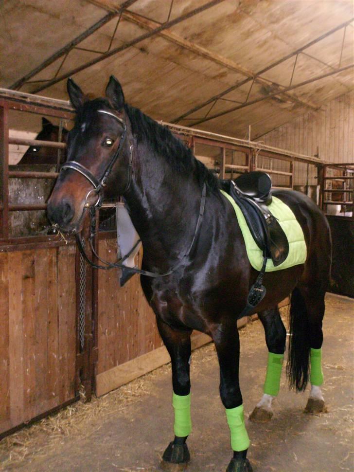 Dansk Varmblod Tjørnelund's Revolution - Os hos mine forældre.... billede 9