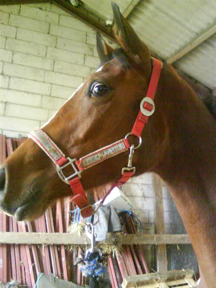 Dansk Varmblod Storåens Manhjana billede 9