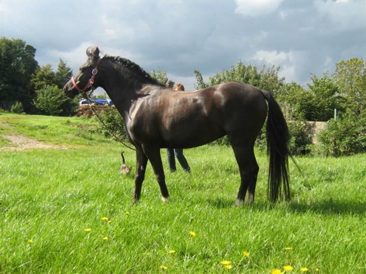 DSP Welvet af kongshøj <3 - Se bare nu muller lillepige har. du så smuk og du vil altid betyde noget særlig for mig  billede 13