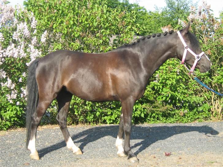 DSP Welvet af kongshøj <3 - opstilling :P Her havde jeg haft dig i 1 mående knap nok - samlind dette billedet med nr. 13  billede 14