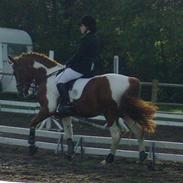 Pinto Søgaardens Hunter