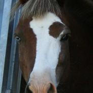 Welsh Pony (sec B) Cæsar