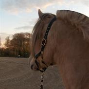 Fjordhest Loke Elmelund *RIP*