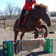 Anden særlig race Lukas. Himmelhest