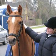 Hollandsk Sportspony Paula SOLGT