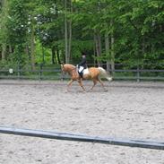 Hollandsk Sportspony Paula SOLGT