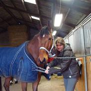 Anden særlig race Gentelmann Sivalo - E