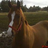 Hollandsk Sportspony Mister ´SOLGT`