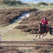 Dansk Varmblod Lawrence (R.I.P 2/9-08)