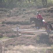 Dansk Varmblod Lawrence (R.I.P 2/9-08)