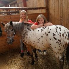 Appaloosa Pippi [Drømmeponyen]