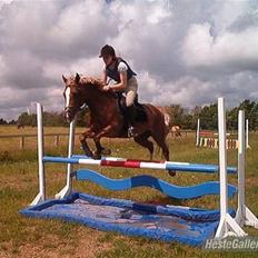 Anden særlig race Østergårdens Easy - solgt