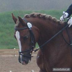 Anden særlig race Østergårdens Easy - solgt