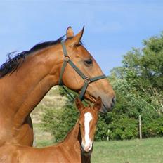 Dansk Varmblod Alouette