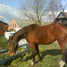 Dansk Varmblod Alouette