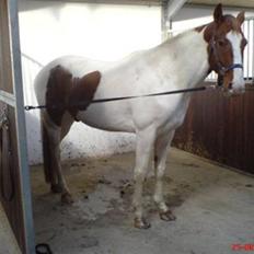 Pinto Kirstinedals Marquis *solgt*