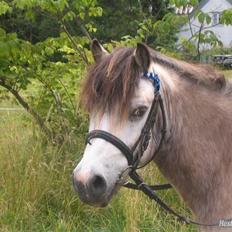 Anden særlig race Snebold 