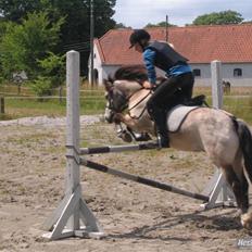 Anden særlig race Snebold 