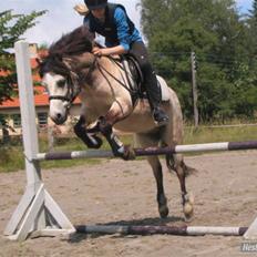 Anden særlig race Snebold 