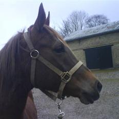 Arabisk fuldblod (OX) Chamika ox 3640 r.i.p