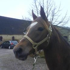Arabisk fuldblod (OX) Chamika ox 3640 r.i.p