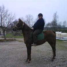 Arabisk fuldblod (OX) Chamika ox 3640 r.i.p