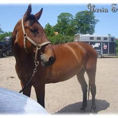 Anden særlig race | Iberia S 3 |