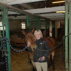 Anden særlig race Constantin