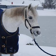 Anden særlig race Ariel