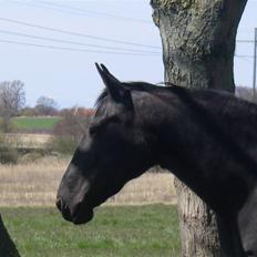 Oldenborg Labine Hjortelund