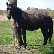 Oldenborg Labine Hjortelund