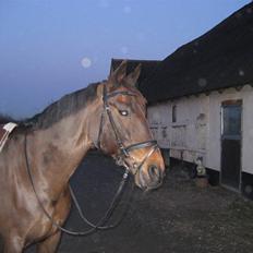 Dansk Varmblod Sacha R.I.P