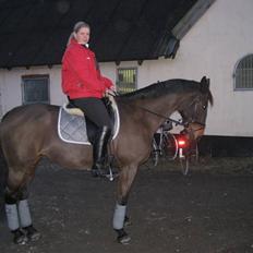 Dansk Varmblod Sacha R.I.P