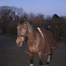 Dansk Varmblod Sacha R.I.P