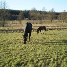Anden særlig race Monty