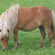 Shetlænder Stjernens miniWimsySOLGT