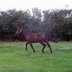 Anden særlig race Solgt-Olesens Django