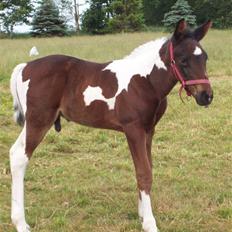 Anden særlig race Lee