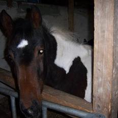 Anden særlig race Lee