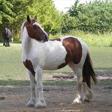 Irish Cob Nr Kirkebys Aoura of Ferg